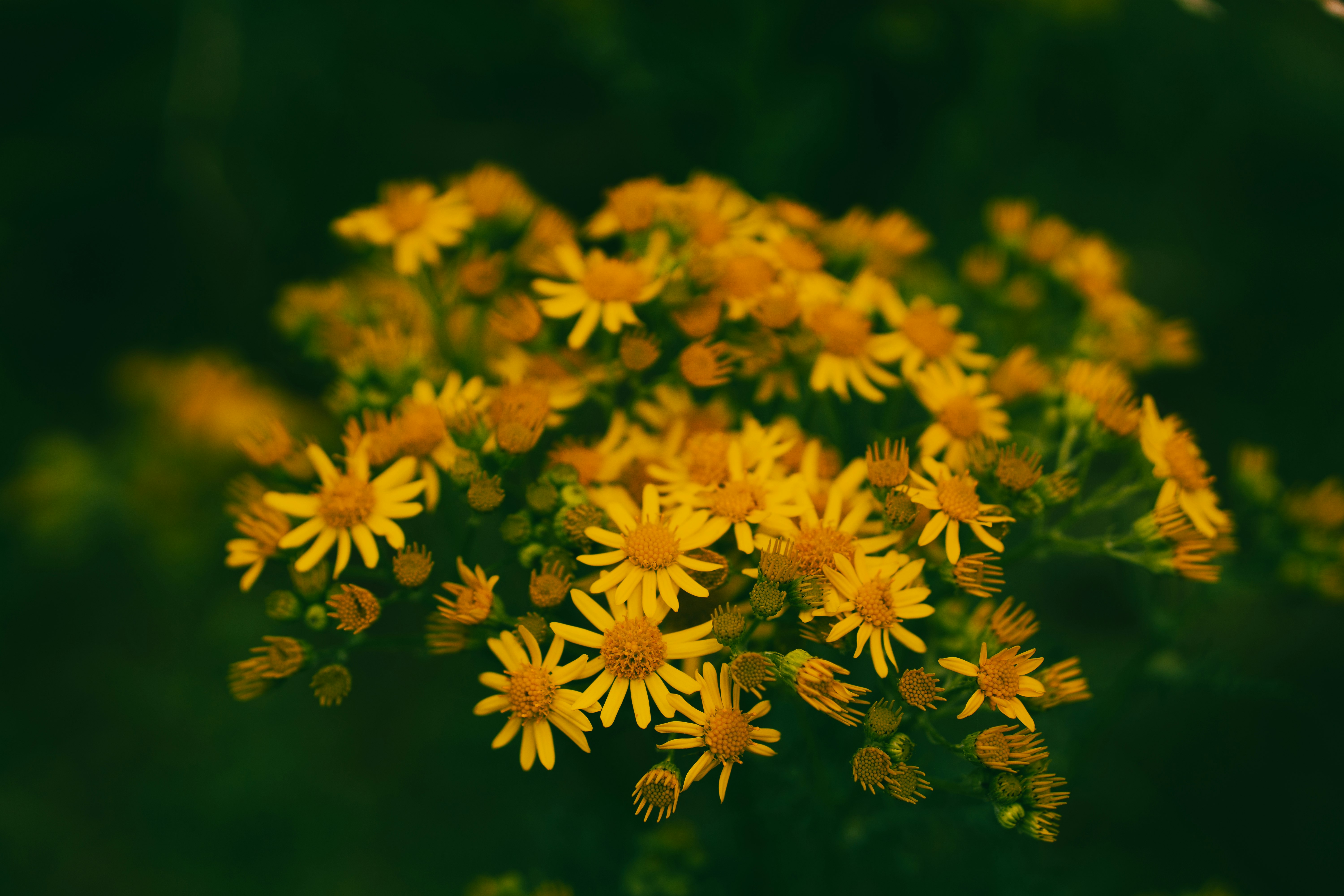 yellow flowers in tilt shift lens
